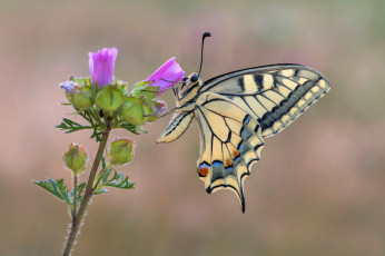 Картинка животные бабочки +мотыльки +моли бабочка насекомое махаон