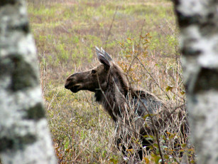 обоя may, moose, by, gbcalls, животные, лоси