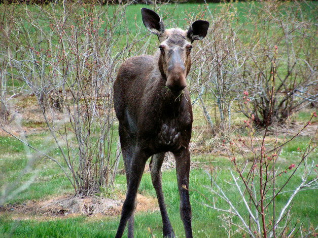 Обои картинки фото another, may, moose, by, gbcalls, животные, лоси
