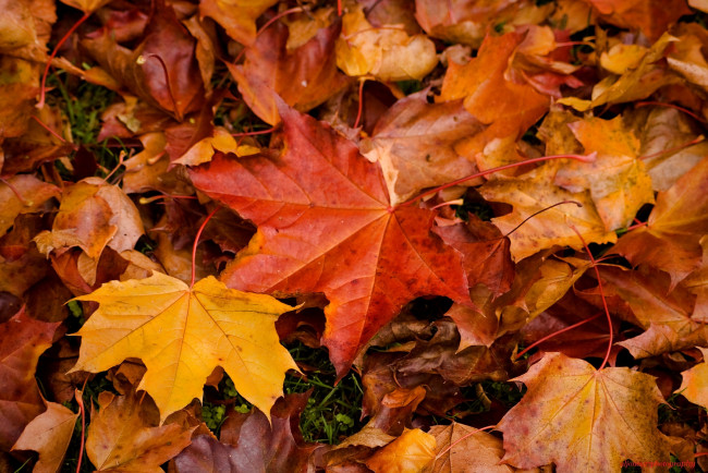 Обои картинки фото природа, листья, желтый, клен, осень, красный