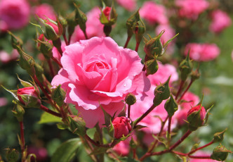 Картинка цветы розы бутоны розовый