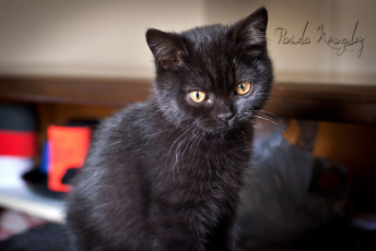 Картинка животные коты черный котенок