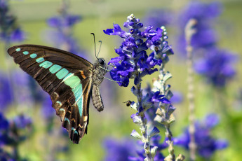 Картинка животные бабочки яркий крылья