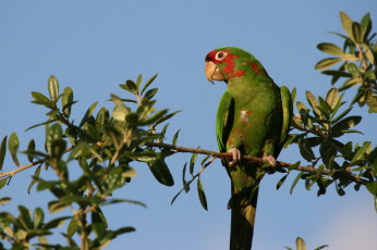 Картинка животные попугаи ветка зеленый