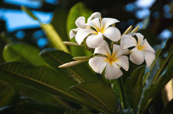 Картинка цветы плюмерия белый тропический