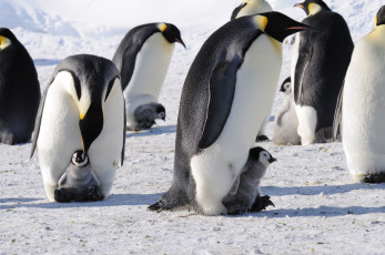 обоя животные, пингвины, антарктида, императорский, пингвин