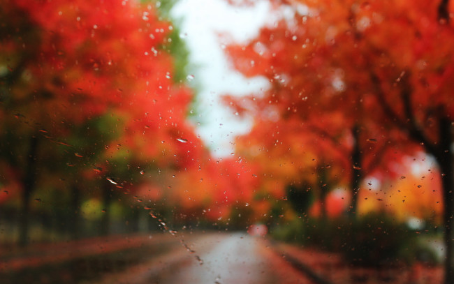 Обои картинки фото разное, капли, брызги, всплески, осень, деревья, стекло, дождь