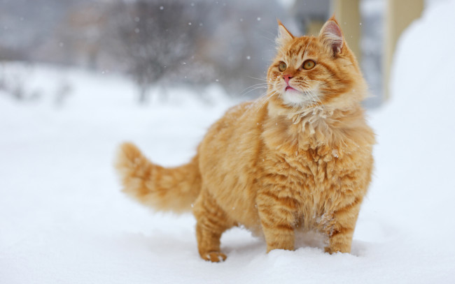 Обои картинки фото животные, коты, рыжий, кот, снег, зима
