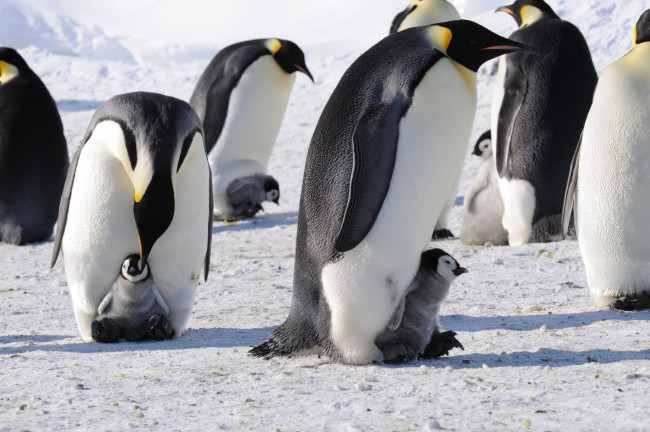 Обои картинки фото животные, пингвины, антарктида, императорский, пингвин
