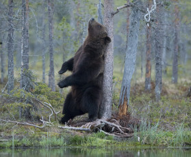 Картинка животные медведи медведь трава оезро лес дерево природа