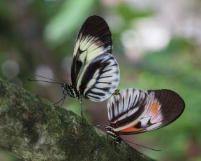 Картинка животные бабочки bob decker усики крылья фон макро насекомые