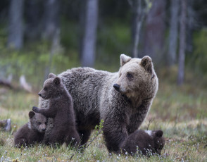 Картинка животные медведи лес медвежата семья медведица деревья