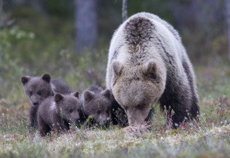 Картинка животные медведи медвежата семья медведица