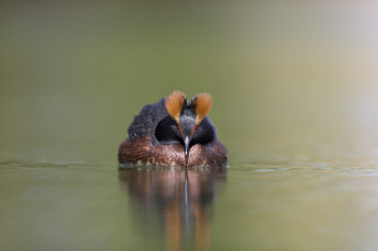 Картинка животные Чомги+ поганки озеро птица плывёт