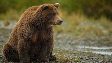 Картинка животные медведи взгляд