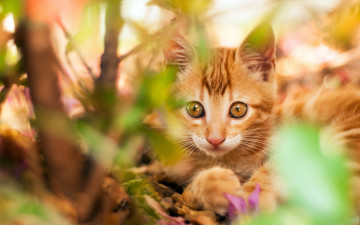 Картинка животные коты размытость рыжий котенок кот листья ветки куст взгляд