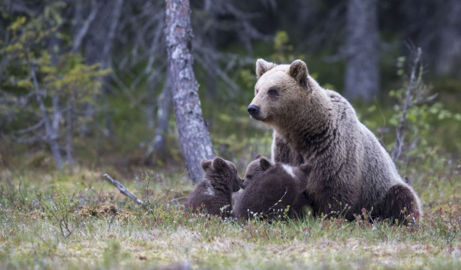 Обои картинки фото животные, медведи, медвежата, семья, медведица