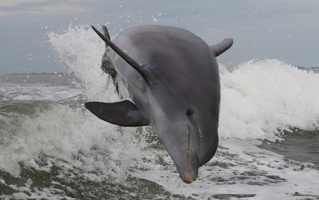Обои картинки фото животные, дельфины, прижок, волны, брызги