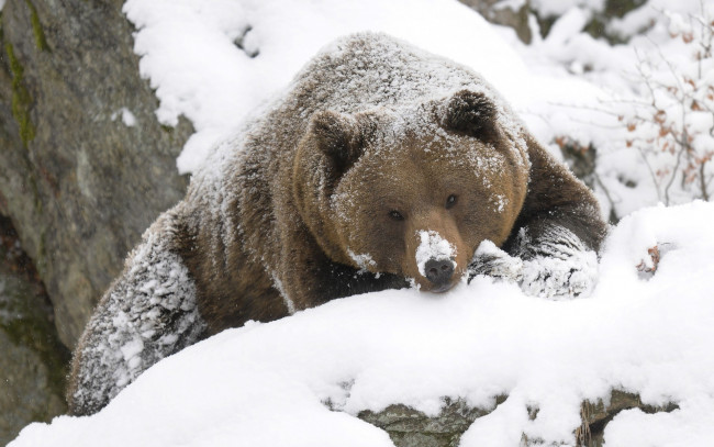 Обои картинки фото животные, медведи, взгляд, снег, морда