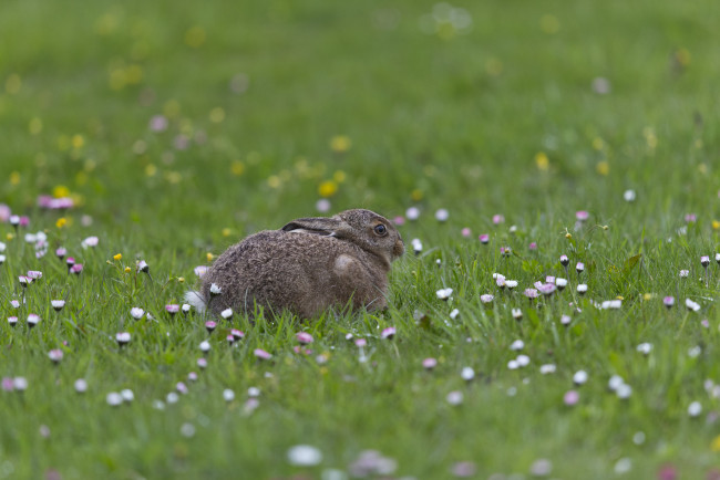 Обои картинки фото животные, кролики,  зайцы, цветы, трава, заяц, луг