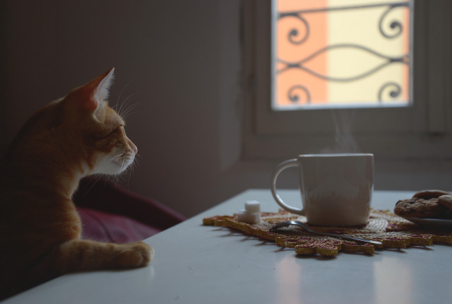 Обои картинки фото животные, коты, пар, рыжий, чашка, стол, кот