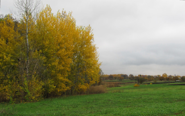 Обои картинки фото природа, деревья, поле, осень