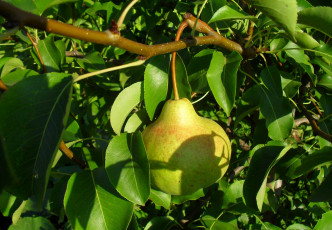 Картинка природа плоды груша ветка