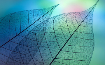 Картинка природа макро прозрачные прожилки листья
