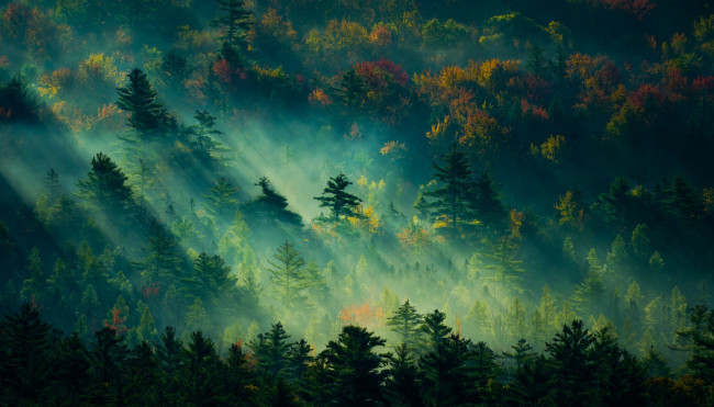 Обои картинки фото природа, лес, лучи, осень, утро, туман