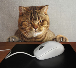 Картинка юмор+и+приколы стол когти лапы компьютерная кот коврик мышка морда провод ситуация взгляд