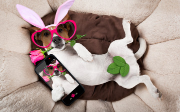 Картинка юмор+и+приколы rose holiday happy собака сердечки funny роза bunny ears pink очки уши dog