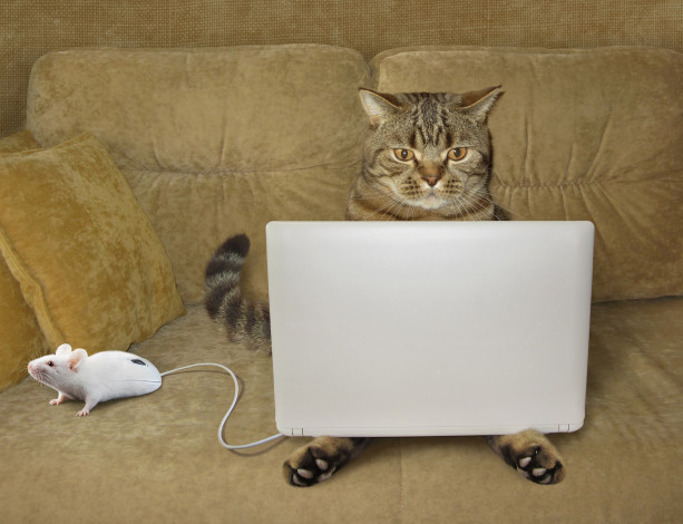 Обои картинки фото юмор и приколы, кот, мышка, ноут
