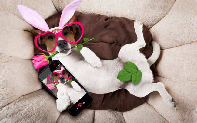 Обои картинки фото юмор и приколы, rose, holiday, happy, собака, сердечки, funny, роза, bunny, ears, pink, очки, уши, dog