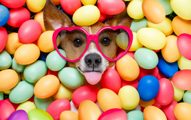 Обои картинки фото юмор и приколы, сердечки, собака, happy, funny, eggs, holiday, яйца, крашеные
