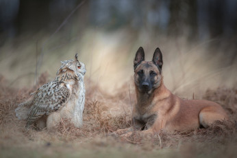 Картинка животные разные+вместе фон бельгийская овчарка природа осень лес трава парочка дружба собака птица сова филин