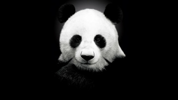 Картинка животные панды панда голова