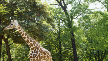 Картинка животные жирафы деревья жираф