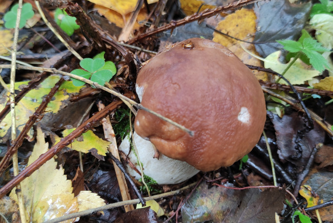 Обои картинки фото природа, грибы, лес, листва, гриб, белый, боровик, осень