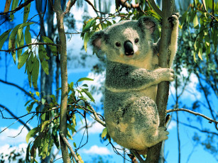 Картинка коала животные коалы