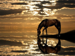 Картинка водопой животные лошади