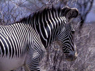 Картинка зебра животные зебры