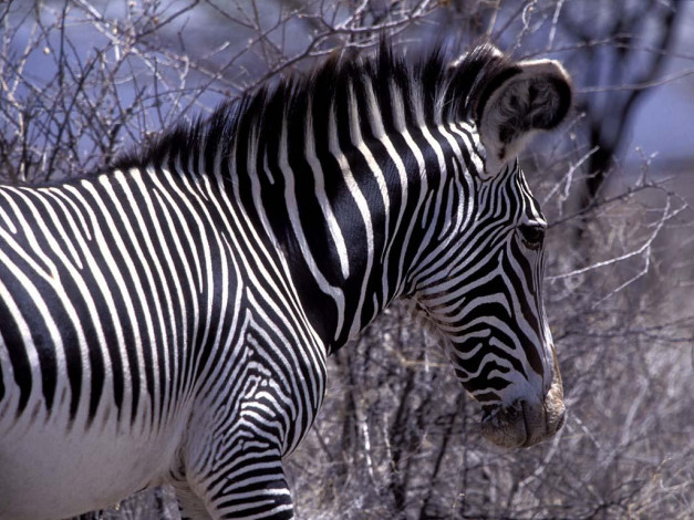 Обои картинки фото зебра, животные, зебры