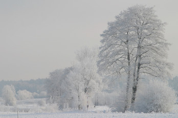 Картинка природа зима снег дымка белизна иней