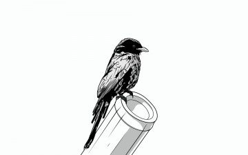 Картинка рисованные минимализм птичка