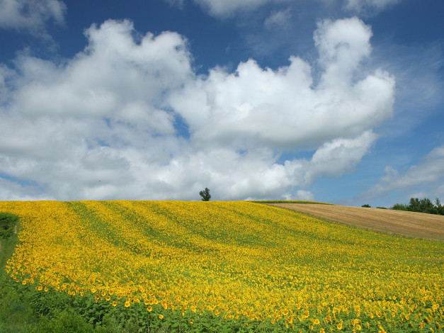 Обои картинки фото природа, поля, лето, желтый