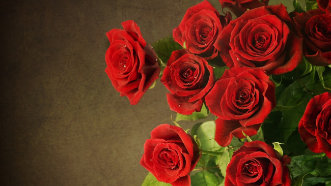 Обои картинки фото цветы, розы, красные, в, каплях