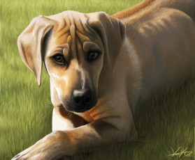 Картинка рисованные животные собаки уши мордочка животное собака арт трава взгляд