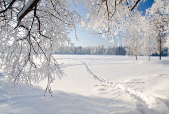 Картинка природа зима landscape пейзаж ice winter weeping tree лед деревья nature