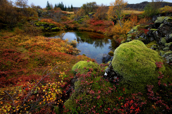 Картинка природа другое national park thingvellir осень озеро мох деревья камни исландия