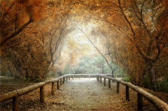 Картинка природа дороги листва изгородь туман лес осень дорога